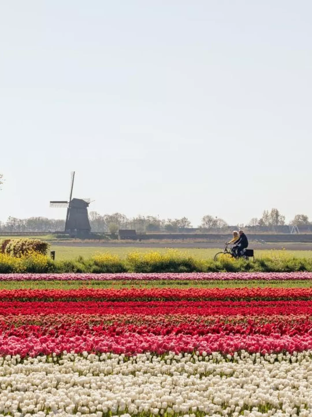 Fietsen tulpenvelden Land van Leeghwater web min
