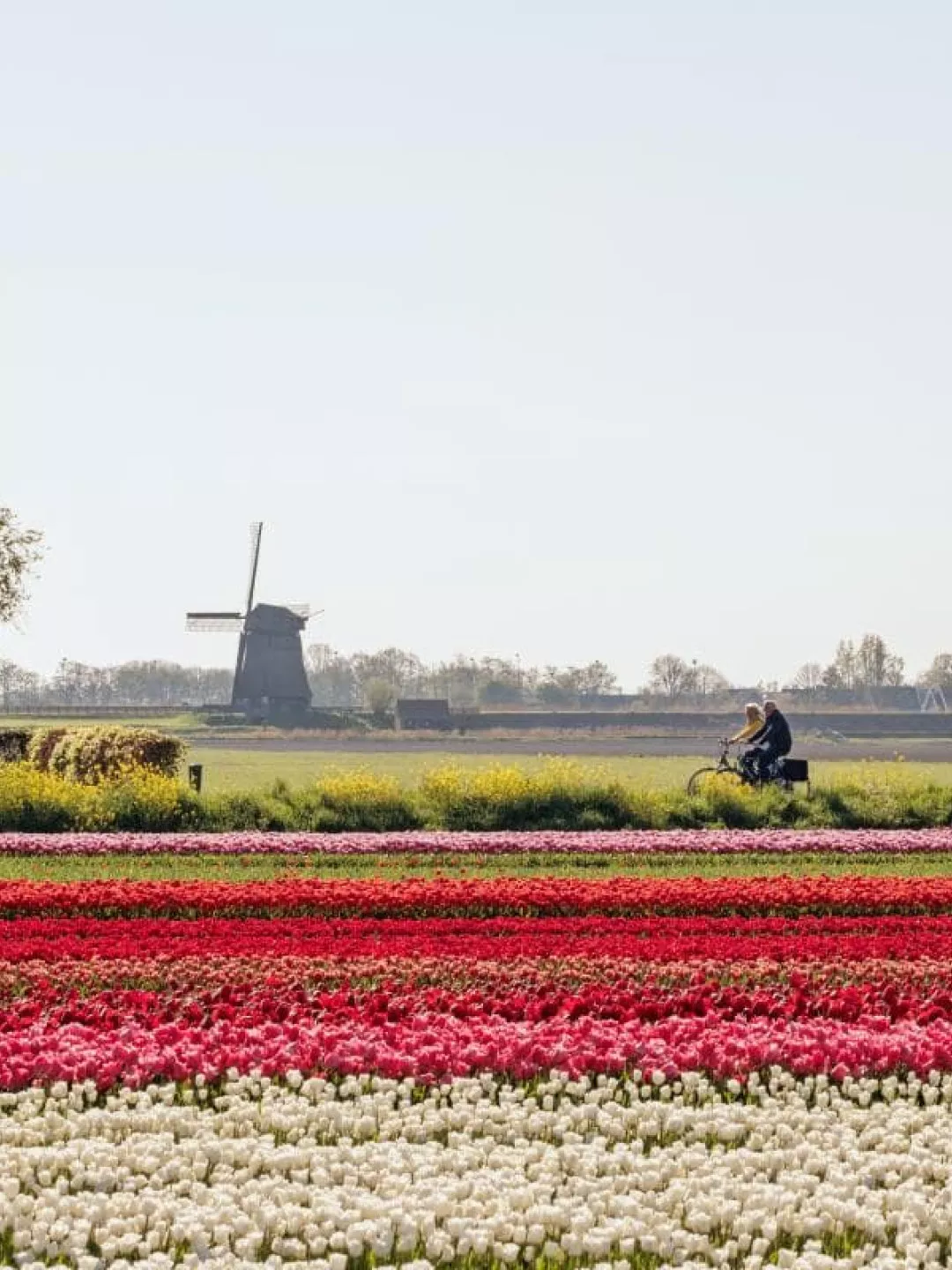 Fietsen tulpenvelden Land van Leeghwater web min